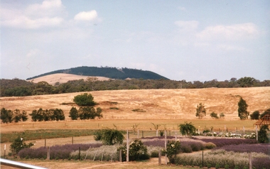 Photograph - Photograph - Colour, Lavendula, Shepherd's Flat