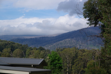 Photograph - Colour, Clare Gervasoni, Regrowth after the 'Black Saturday' Bushfire, 2012, 15/12/2012