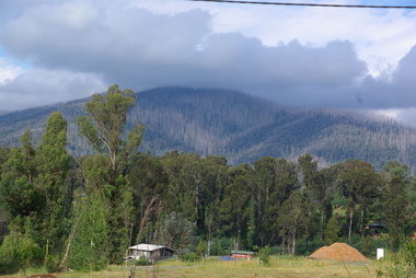 Photograph - Colour, Clare Gervasoni, Regrowth after the 'Black Saturday' Bushfire, 2012, 15/12/2012