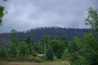 Photograph - Colour, Clare Gervasoni, 'Kooringa, Pack Road, Marysville, 2012, 15/12/2012