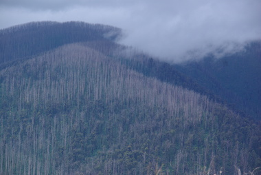 Photograph - Colour, Clare Gervasoni, Marysville after 'Black Saturday' from Nicholl Lookout , 2012, 16/12/2012