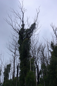 Photograph - Colour, Clare Gervasoni, Tree regrowth after 'Black Saturday' from Nicholl Lookout , 2012, 16/12/2012