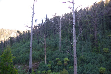 Photograph - Colour, Clare Gervasoni, Tree Regrowth around Stevenson Falls after 'Black Saturday', 2012, 15/12/2012