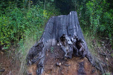 Photograph - Colour, Clare Gervasoni, Burnt Stump at Stevenson Falls after 'Black Saturday', 2012, 15/12/2012