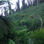 Bush near Stevenson Falls after 'Black Saturday', 2012