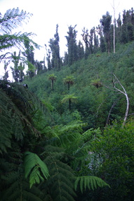 Bush near Stevenson Falls after 'Black Saturday', 2012