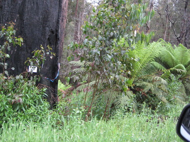 Photograph - Colour, Clare Gervasoni, Post 'Black Saturday' Regrowth With Charred Tree, 2012, 16/12/2012