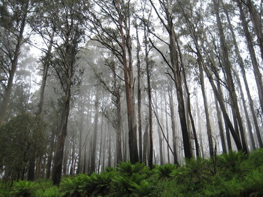 Photograph - Photograph - Colour, Clare Gervasoni, Bush Around Marysville, 2012, 16/12/2012