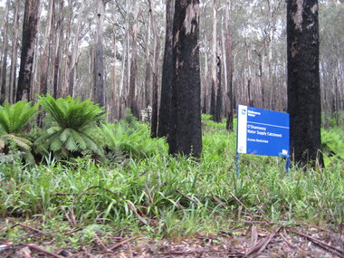 Photograph - Colour, Clare Gervasoni, Bushland Around O'Shannassy water Supply Catchment, 2012, 16/12/2012