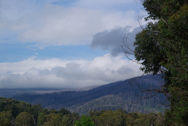 Photograph - Colour, Clare Gervasoni, Bush Around Marysville, 2012, 16/12/2012