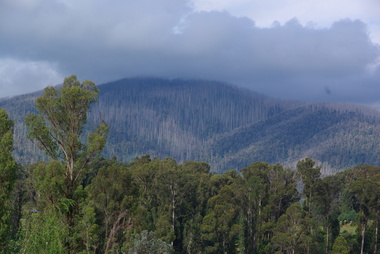 Photograph - Colour, Clare Gervasoni, Bush Around Marysville, 2012, 16/12/2012