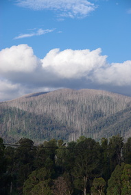 Photograph - Colour, Clare Gervasoni, Bush Around Marysville, 2012, 16/12/2012