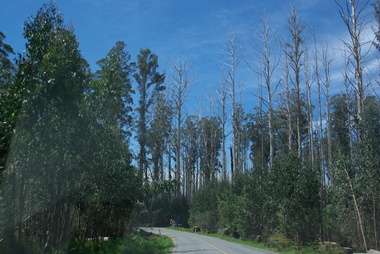 Photograph - Photograph - Colour, Clare Gervasoni, Bush Around Marysville, 2015, 04/11/2015