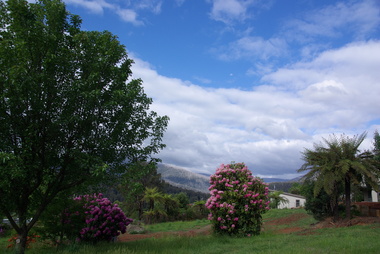 Photograph - Colour, Clare Gervasoni, Marysville Rhododendrons, 2014, 02/11/2014