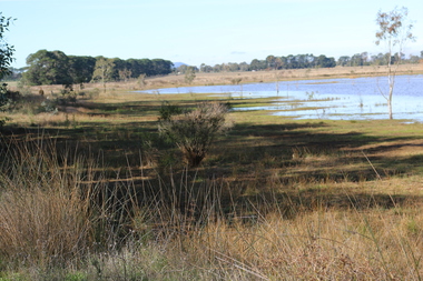Photograph - Digital photograph, Dorothy Wickham, Winter's Swamp, Ballarat, January to April 2014