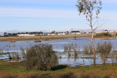 Digital photograph, Dorothy Wickham, Winter's Swamp, 2014