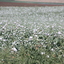 Opium Paddock