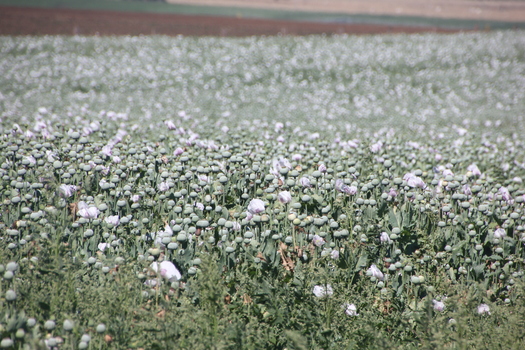 Opium Paddock