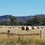 Hay with the Grampians in the Background