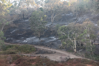 Photograph - Colour, Clare Gervasoni, Hepburn Bushfire site, 2019, 2019