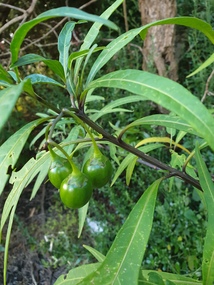 Photograph - Photograph - Colour, Clare Gervasoni, Kangaroo Apple at Tower Hill, Victoria, 2018, 25/12/2018
