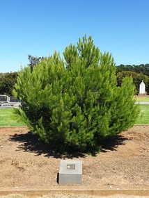 Photograph - Photograph - Colour, Clare Gervasoni, Aleppo Pine, Tower Hill Cemetery, 2019, 03/01/2019