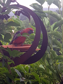 Photograph - Colour, Crimson Rosella, 2019, 16/01/2019