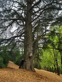 Photograph - Photograph - Colour, Clare Gervasoni, Wombat Botanic Gardens, Daylesford, 2019, 23/04/2019