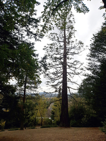 Photograph - Photograph - Colour, Clare Gervasoni, Wombat Botanic Gardens, Daylesford, 2019, 23/04/2019
