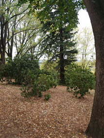 Photograph - Colour, Clare Gervasoni, Wombat Botanical Gardens, Daylesford, 2019, 23/04/2019
