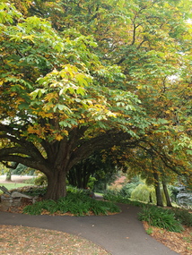 Photograph - Colour, Clare Gervasoni, Wombat Botanical Gardens, Daylesford, 2019, 23/04/2019