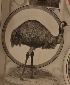 Photograph - Image, Emu, c1918