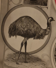 Photograph - Image, Emu, c1918, c1918