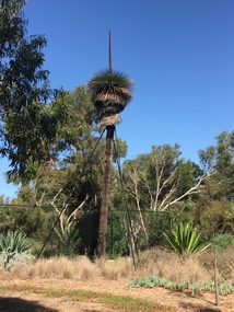 Colour Photograph, Clare Gervasoni, Grass Tree, Geelong Botanical Gardens, 2019, 23/03/2019