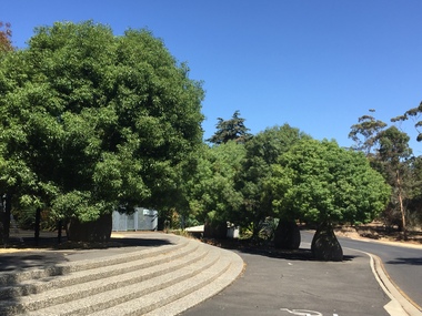 Colour Photograph, Clare Gervasoni, Boab Trees, Geelong Botanical Gardens, 2019, 23/03/2019