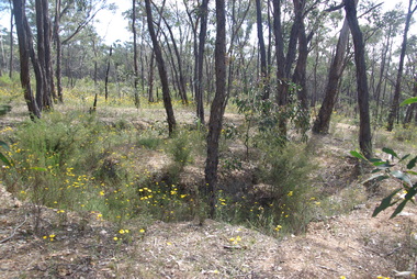 Photograph - Colour, Clare Gervasoni, Former Goldfield in the Muckleford State Forest, 2017, 17/10/2017