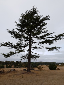 Photograph - Photograph - Colour, Tree at St Joseph's Catholic Church, Blampied, 2019, 11/05/2019