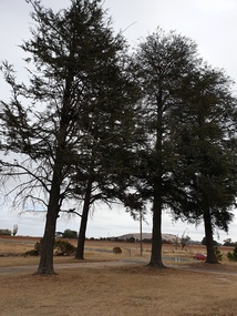 Photograph, Trees at St Joseph's Catholic Church, Blampied, 2019, 11/05/2019