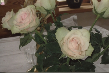Digital photograph, Roses, Sweden, 2007