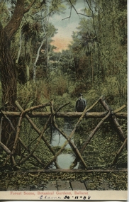 Postcard, Forest Scene, Botanical Gardens, Ballarat, 1908