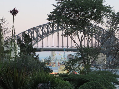 Photograph - Colour, Gumya Lily and Sydney Harbour Bridge, 2019, 12/07/2019