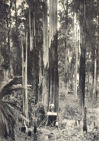 Image, Typical Mountain Ash Forest, c1934