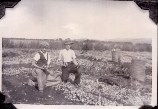 Two men bag onions