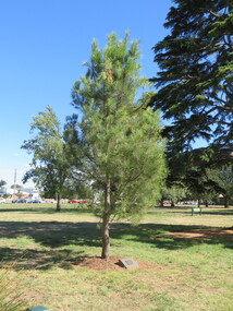 Photograph - Colour, Ballarat Aleppo Pine, 15/02/2017