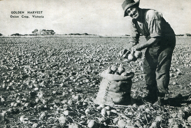 Image - Black and White, Bagging Onions in Victoria, c1950