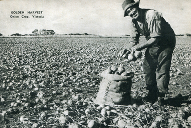 Image - Black and White, Bagging Onions in Victoria, c1950, c1950