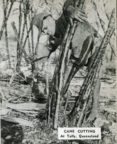 Image - Black and White, Cane Cutting at Tully, Queensland, c1950