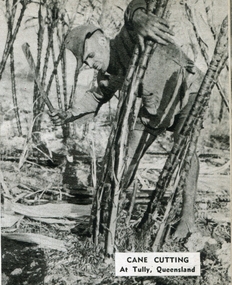 Image - Black and White, Cane Cutting at Tully, Queensland, c1950, c1950