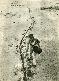 Image - Black and White, War on Rabbits, Laying Poinson in the Western District, Victoria, c1950, c1950