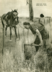 Image - Black and White, Closing Rabbit Burrows, Victoria, c1950, c1950